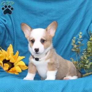 Diego, Pembroke Welsh Corgi Puppy